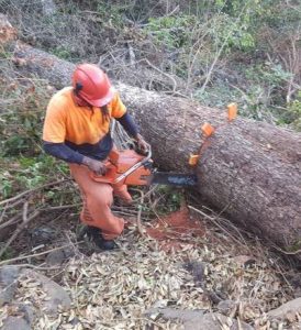 Student practicing wedging of a tree during chainsaw course